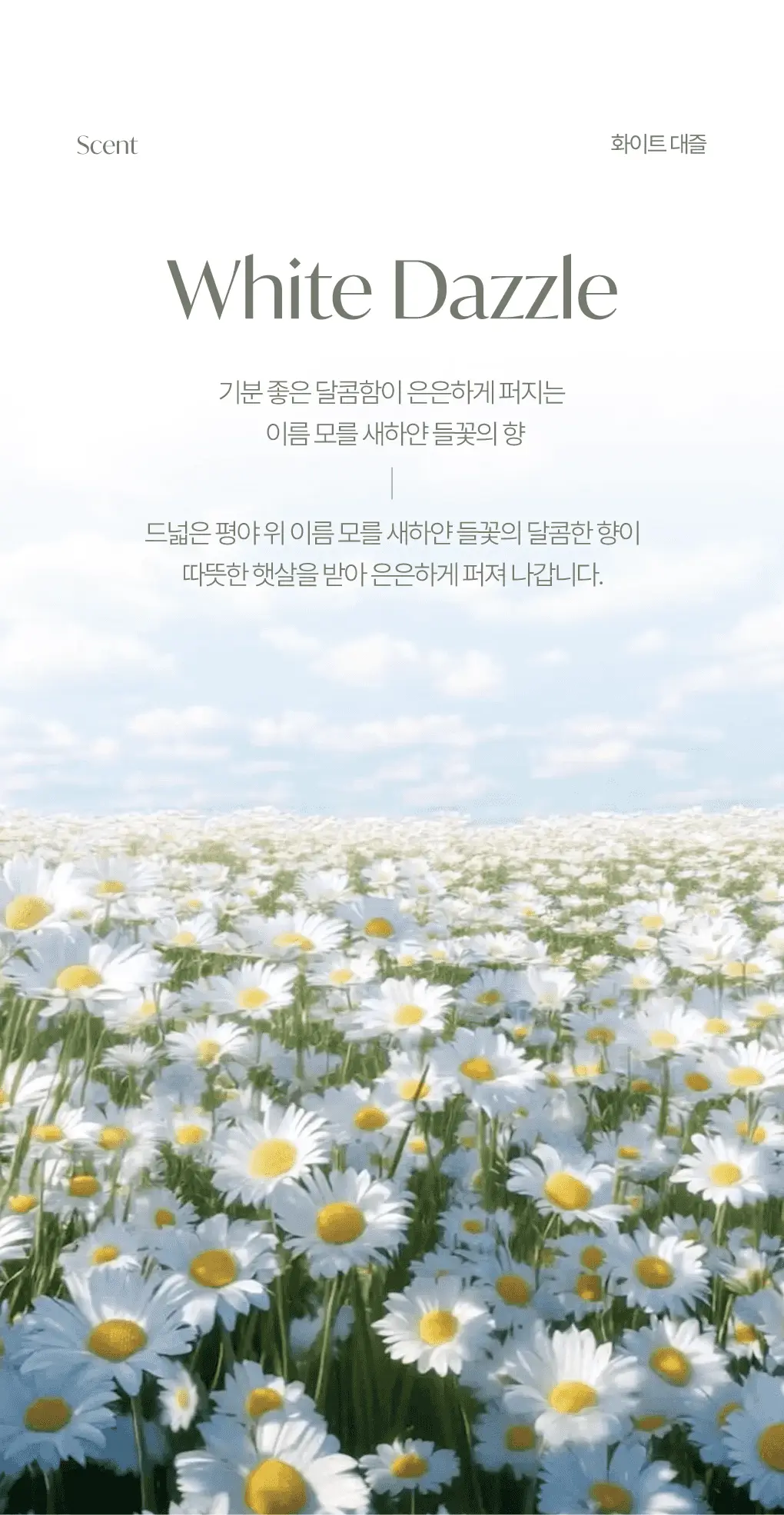 [홀리데이한정]라운드어라운드 하트 센티드 배쓰밤 80g[화이트 대즐] 상세페이지 8